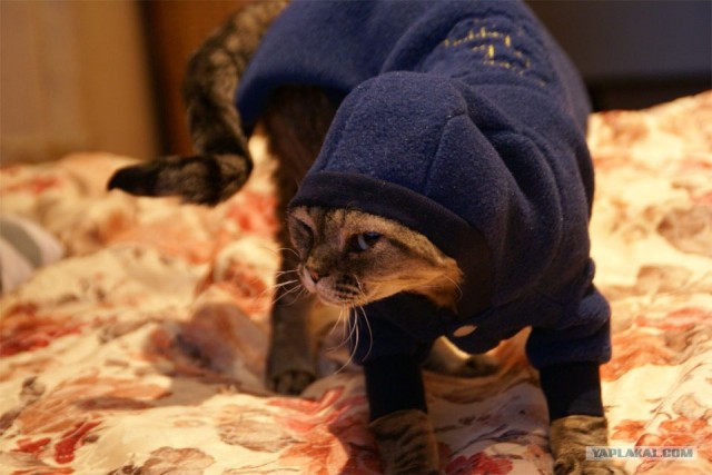 Котовторник (21.02.2012)