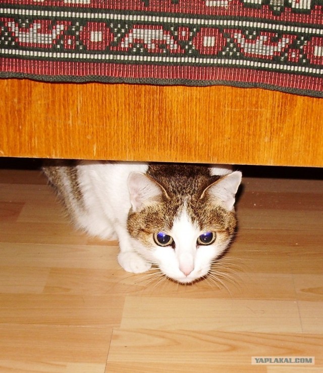 Котовторник 27.03.2012