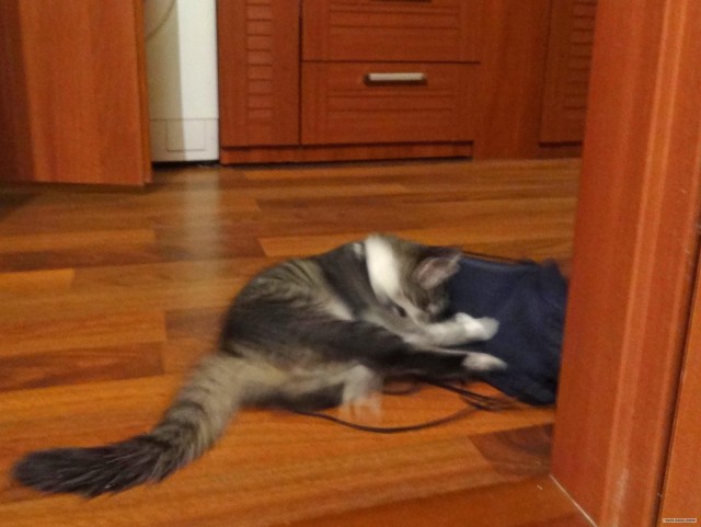 Котовторник  от 3.04.2012