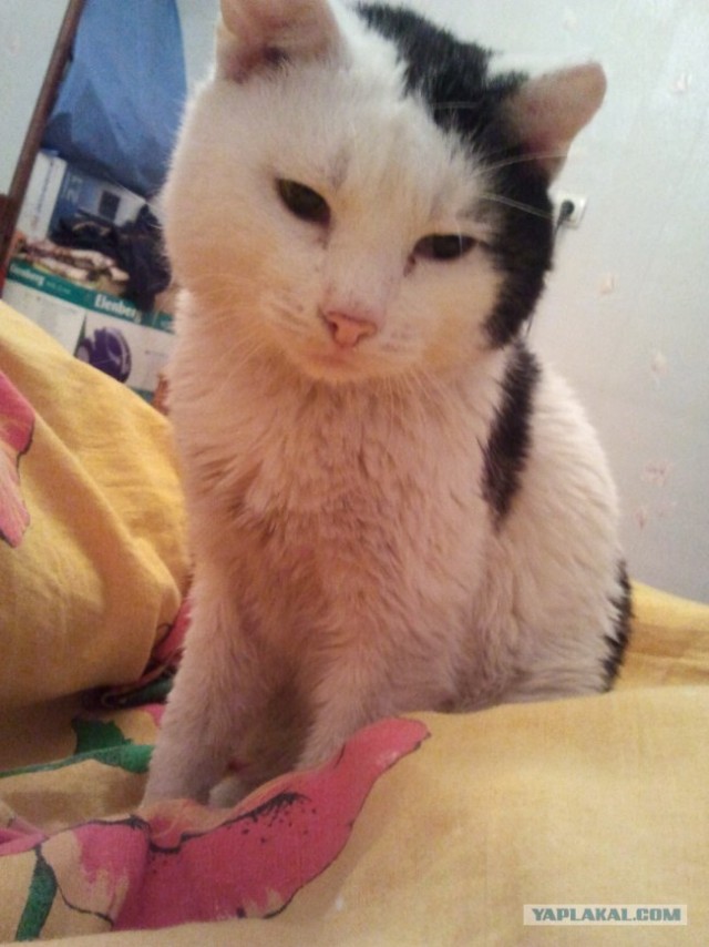 Котовторник 29.05.2012