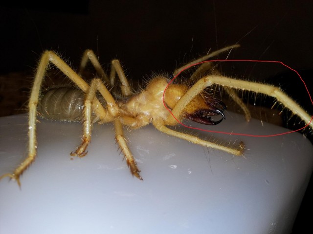 Жаль, что нет паукочетверга