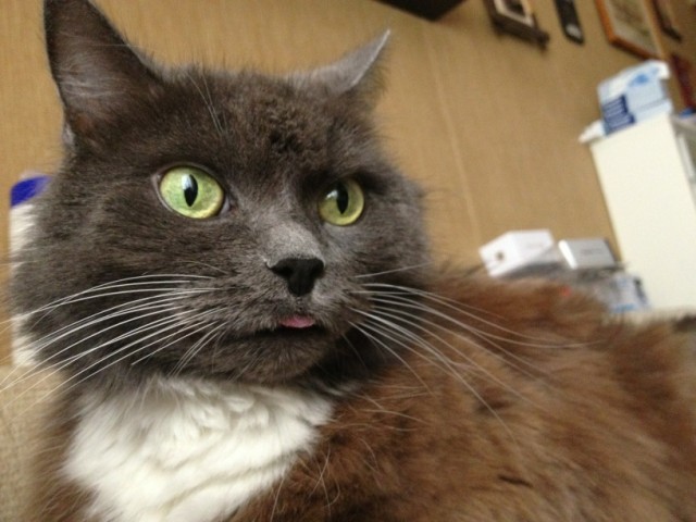 Котовторник 31.07.2012 г.