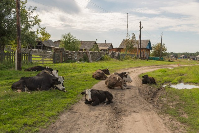 Живность из сети