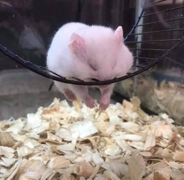 Живность из сети
