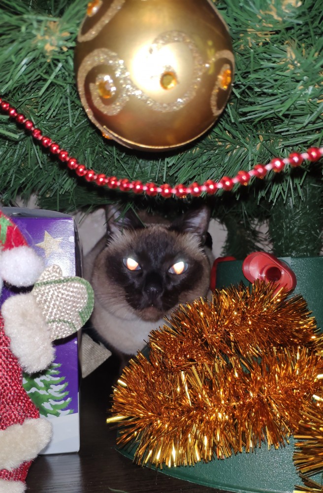 Котовторник *новогодний* 31/12/2019