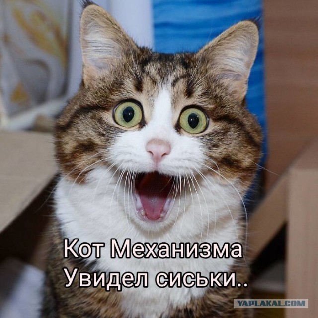 Коротко о ЯПлакал в картинках