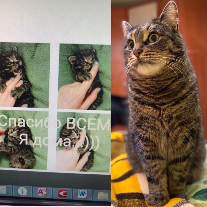 Отданные даром. К котовторнику