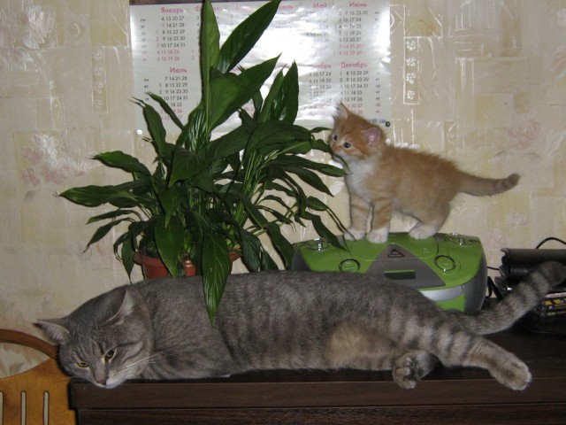 Котики