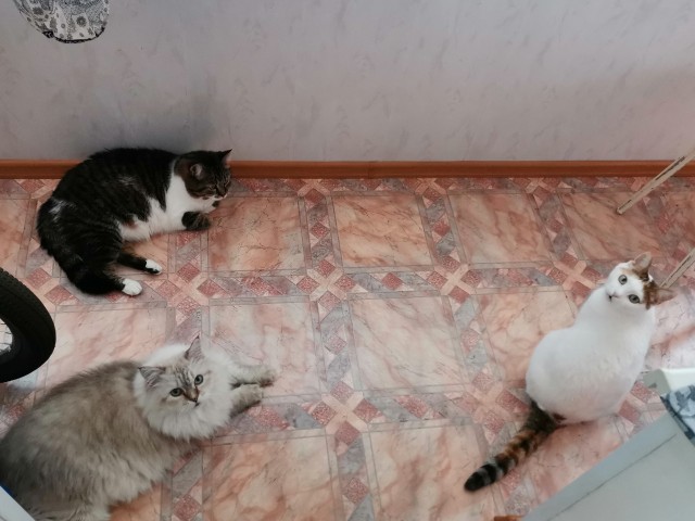Картинки на котовторник 1.09.20