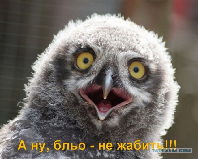 Фотожаба:Нельзя просто так взять и нарисовать СОВУ