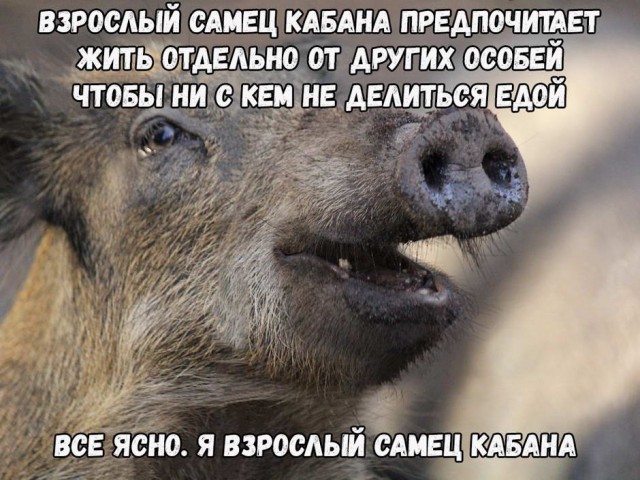 Картинки и мемы для настроения 022