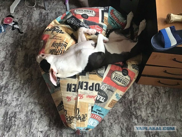 У кого собаки быстро едят