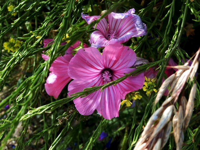 Апельсиняя рыба