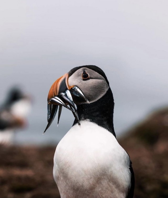 Картинки и мемы для настроения 04.08.2021