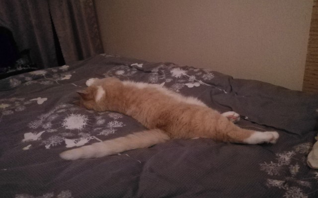 Мой самый первый КОТовторник!