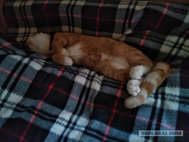 Солнце котовторника уже встало, Господа!