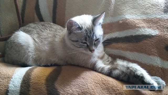Котовторник. Февраль