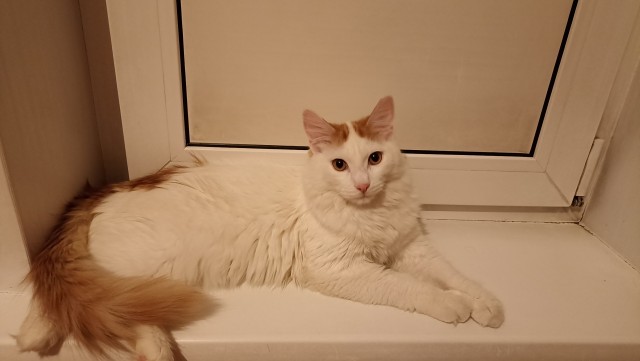Котовторниковское
