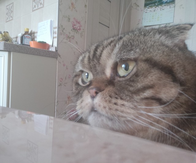 Котовторник - по расписанию!