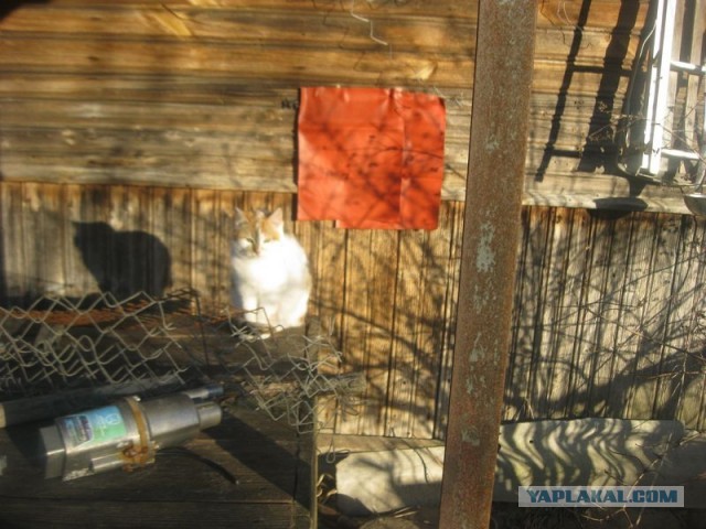 Жизнь домашнего приюта для котеек 385