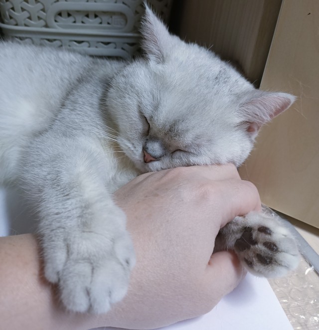 Котовторник вроде.
