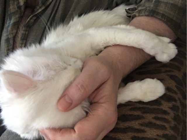 Котики - наше всё!