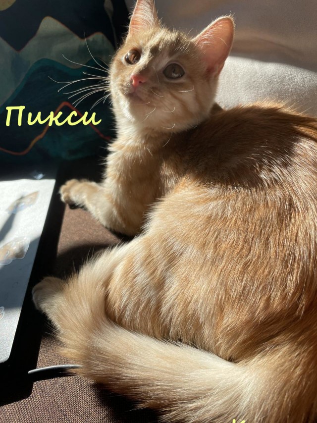 Жизнь домашнего приюта "Котоленд" 328
