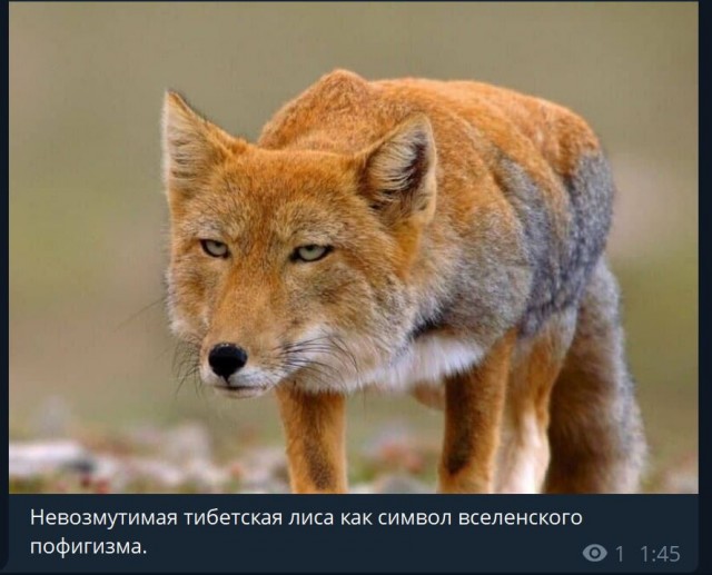 Пандемия. Коронавирус и съехавшие крыши. Россия и мир. Часть 33.