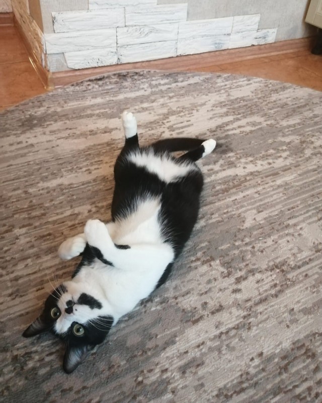 Котоманы, как не разориться на кормежке котов?