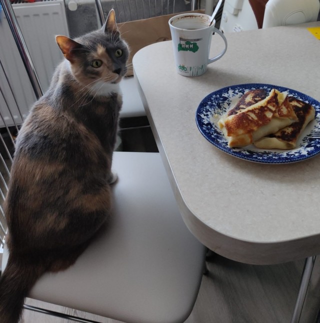 Ура! Котовторник.