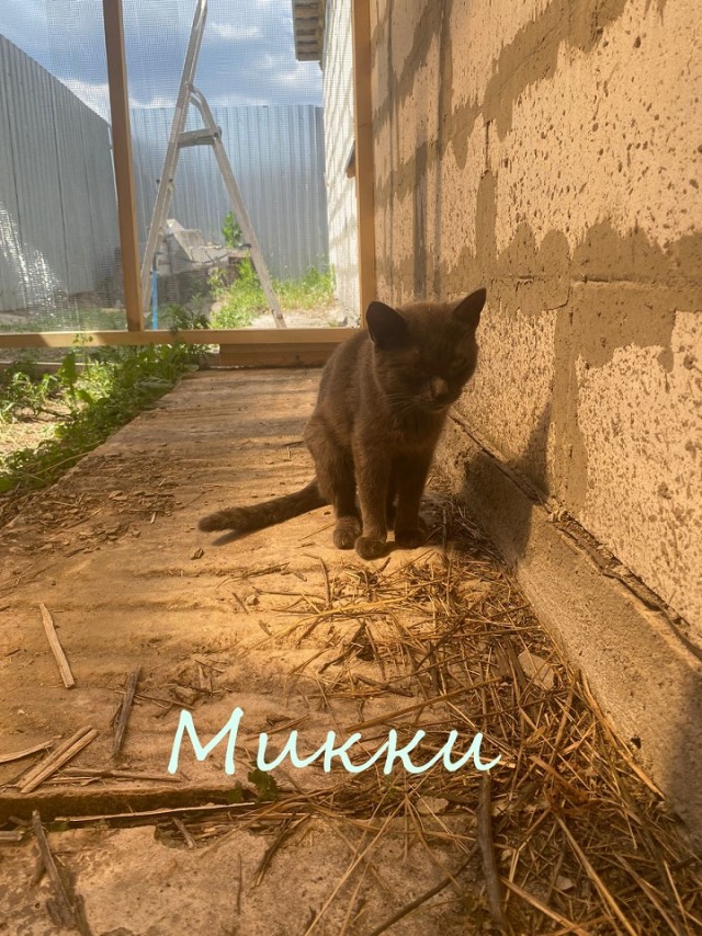 Жизнь домашнего приюта "Котоленд" 345