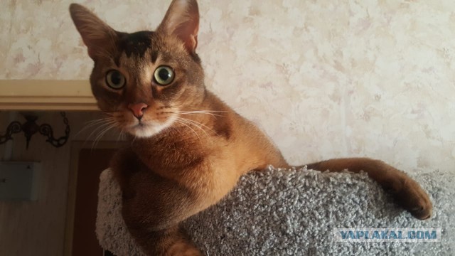 Камышовый кот: что это за зверь такой и чем он отличается от домашнего