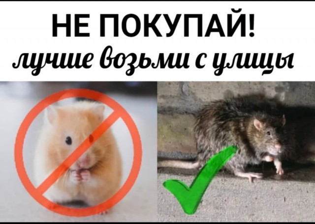 Девушка нашла новорождённого мышонка и решила его вырастить