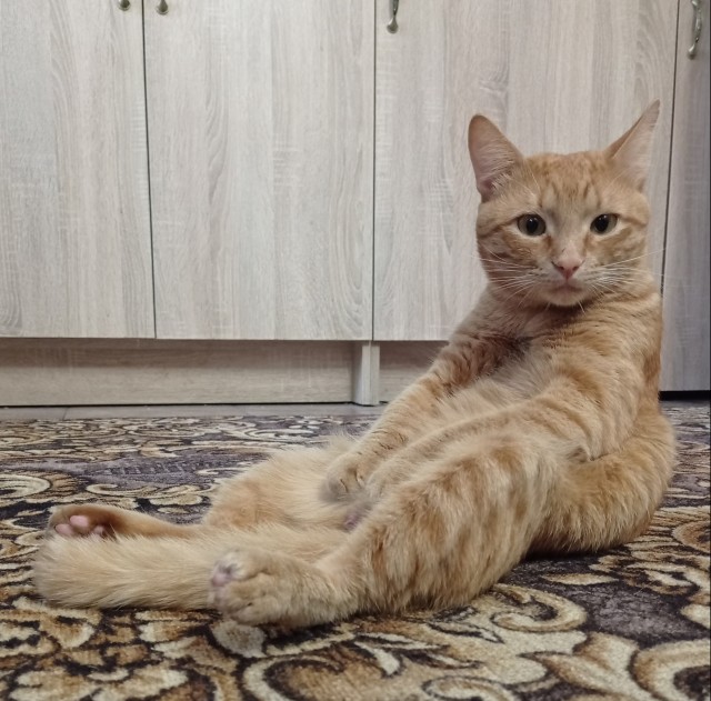 Котовторник 18.10.22