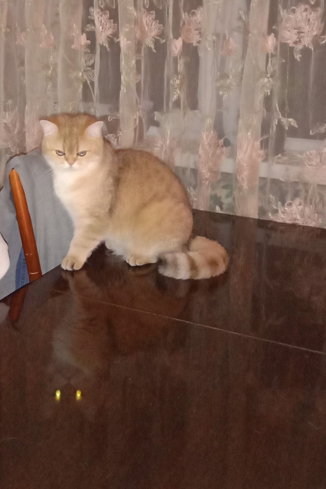 Шерстяной котовторник. Октябрь 2022