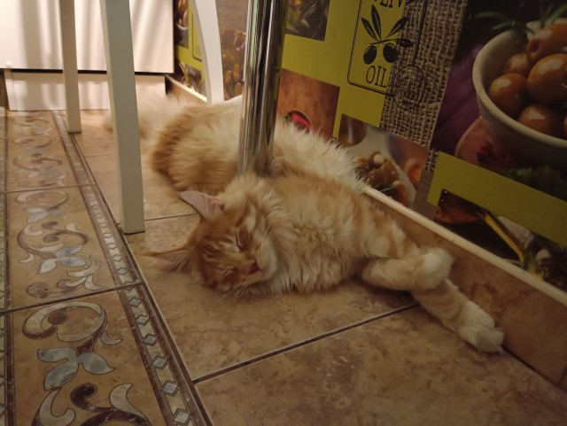Кошка