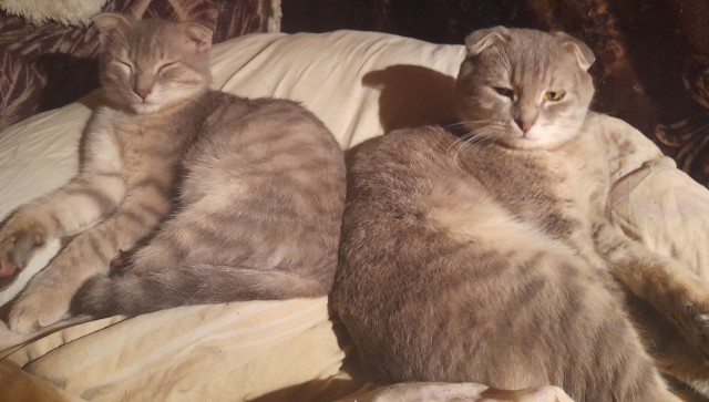 Мой котовторник