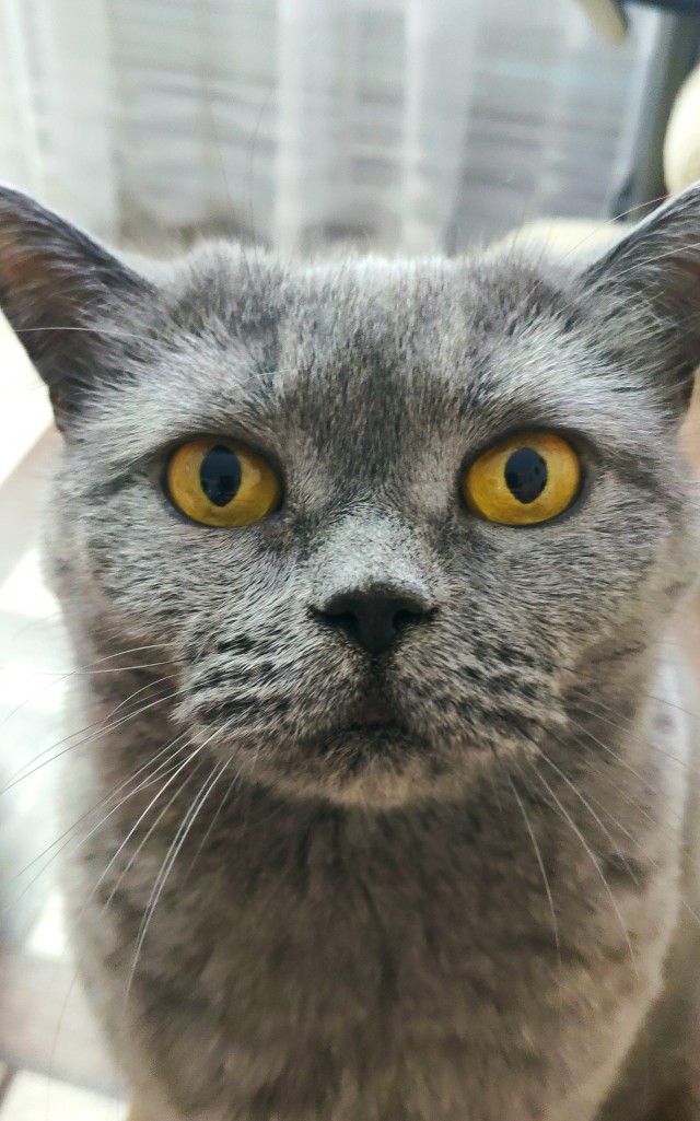 Коточетверг!