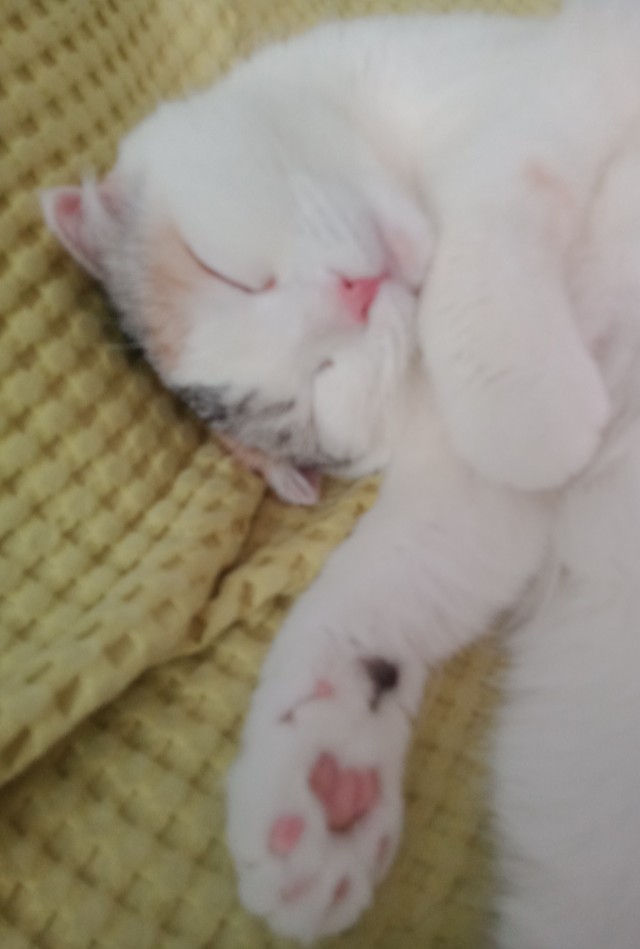 Сегодня всемирный день кошек!
