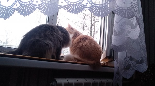 Котовторнику посвящается, подобрашка Маня