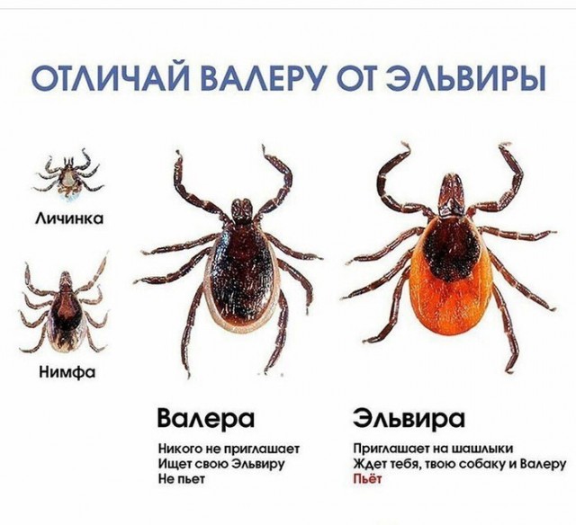Осторожно клещи!