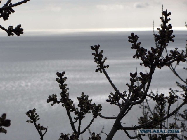 Крым в феврале или "Не стреляйте в белых лебедей!"