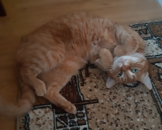Коты - мастера на все лапы