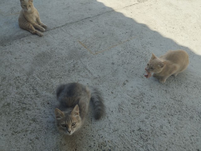 Ночной кошмар на мягких лапах.