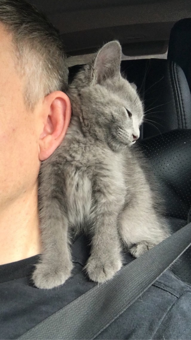 К - Котовторник ☺ Пополнение
