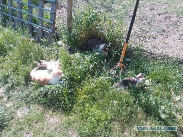 Жизнь домашнего приюта для котеек 496