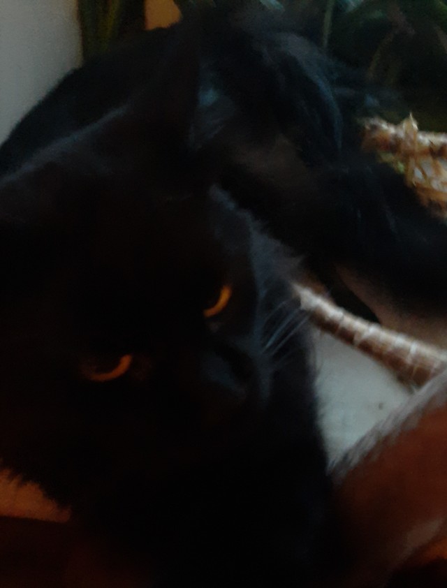 Коты деревенской породы