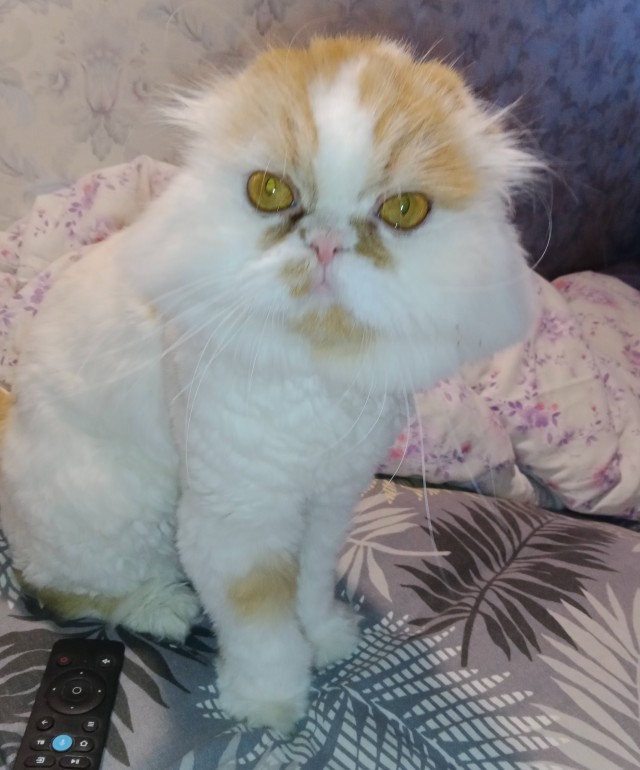 Котовторник же!