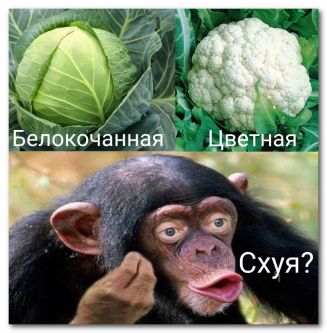 Ржачные картинки до слез с надписями
