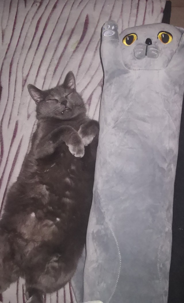 Жизнь с котом в одной картинке
